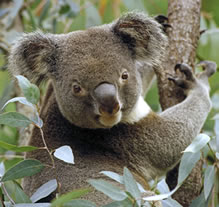 Facsimile of Nicholas Brendan's Very Bad Koalas